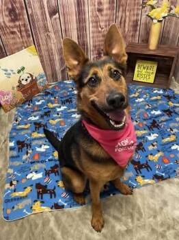 Roxanne -  German Shepherd Dog and Mixed Breed Dog for Adoption in Warren, Michigan - Roxanne | PetCurious