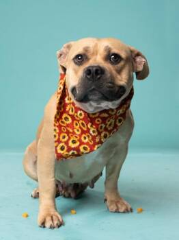 Lawton -  Pit Bull Terrier and Mixed Breed Dog for Adoption in Atlanta, Georgia - Lawton | PetCurious