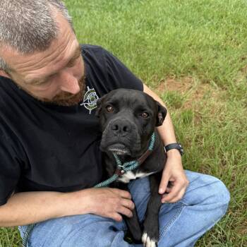 GYPSY -  Boxer Dog for Adoption in Newborn, Georgia - GYPSY | PetCurious
