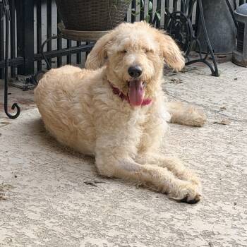 Star -  Labradoodle Dog for Adoption in Baker, Louisiana - Star | PetCurious