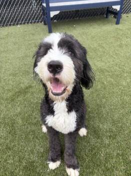 Dutch -  Mixed Breed Dog for Adoption in Lafayette, Indiana - Dutch | PetCurious