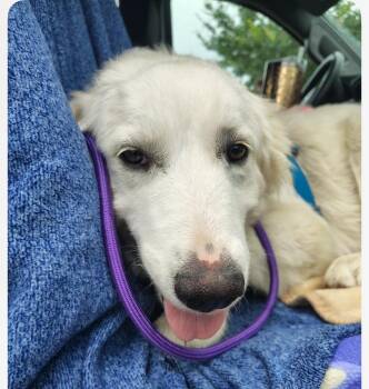 Luna cs -  Great Pyrenees Dog for Adoption in Columbia, Maryland - Luna Cs | PetCurious