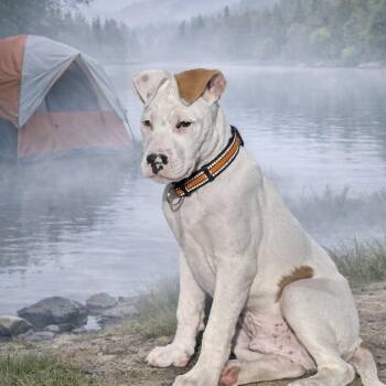 Terrier and Pointer Dogs Available for Adoption in Corpus Christi, Texas - Edgar Allen Paw | PetCurious