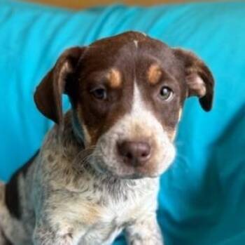 Cattle Dog and Black Mouth Cur Dogs Available for Adoption - Mahoney | PetCurious