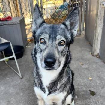 Siberian Husky Dogs Available for Adoption - Foxina | PetCurious
