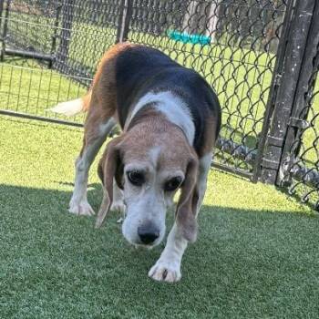 3851 aka Chanel -  Beagle Dog for Adoption in Loxahatchee Groves, Florida - 3851 Aka Chanel | PetCurious