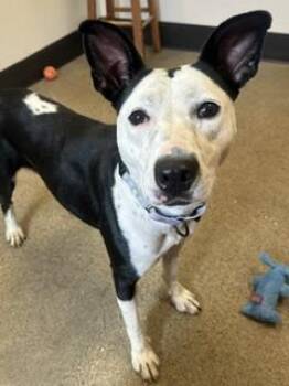 Tory -  Pit Bull Terrier Dog for Adoption in Cleveland, Ohio - Tory | PetCurious