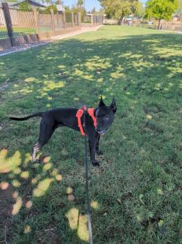 NALA #13 -  Pit Bull Terrier and Akita Dog for Adoption in Chandler, Arizona - NALA #13 | PetCurious