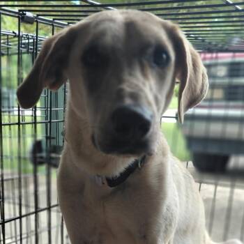 Jinx -  Great Dane and Labrador Retriever Dog for Adoption in Dayton, Ohio - Jinx | PetCurious