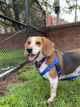 Beagle and Mixed Breed Dogs Available for Adoption in Boston, Massachusetts - SHINE | PetCurious