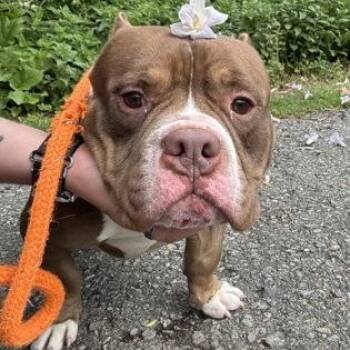 American Bully Dogs Available for Adoption in Philadelphia, Pennsylvania - Meatball | PetCurious
