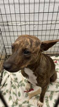 Bailey -  Mountain Cur Dog for Adoption in Mobile, Alabama - Bailey | PetCurious