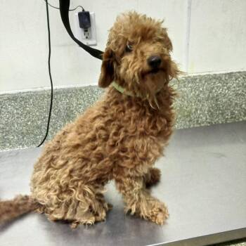 Angel* -  Poodle Dog for Adoption in Eureka, California - Angel* | PetCurious