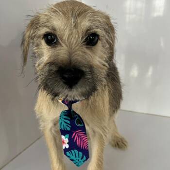 Spencer -  Yorkshire Terrier and Schnauzer Dog for Adoption in West Islip, New York - Spencer | PetCurious