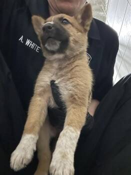 Australian Cattle Dog Blue Heeler Dogs Available for Adoption - STELLA | PetCurious