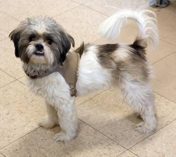 Willie Boy -  Shih Tzu Dog for Adoption in Harrison, New York - Willie Boy | PetCurious