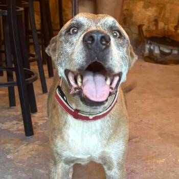 Rescue Mixed Breed Dogs for Adoption in Frederiksted, St. Croix - William | PetCurious