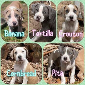 Pit Bull Terrier Dogs Available for Adoption in Traverse City, Michigan - Bread Litter - Puppies | PetCurious