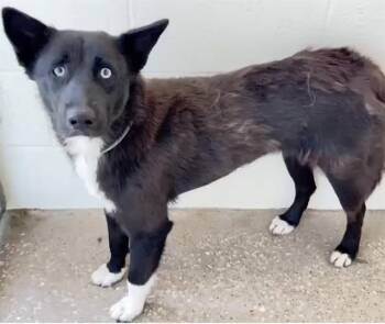 JASMINE -  Border Collie and Mixed Breed Dog for Adoption in Houston, Texas - JASMINE | PetCurious