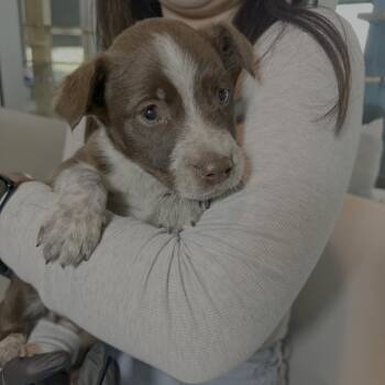 Shepherd Dogs Available for Adoption in Palm Springs, California - Bear-Bear | PetCurious