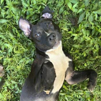 Rescue American Staffordshire Terrier Dogs for Adoption in Raleigh, North Carolina - Linguini | PetCurious