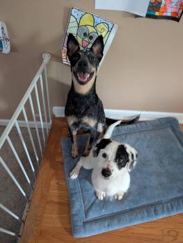 Nova -  Cattle Dog Dog for Adoption in Springville, New York - Nova | PetCurious
