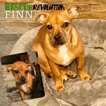 Rescue Jack Russell Terrier and French Bulldog Dogs for Adoption in Houma, Louisiana - Finn | PetCurious