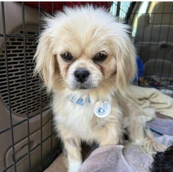 Miso -  Pekingese Dog for Adoption in Larkfield-wikiup, California - Miso | PetCurious
