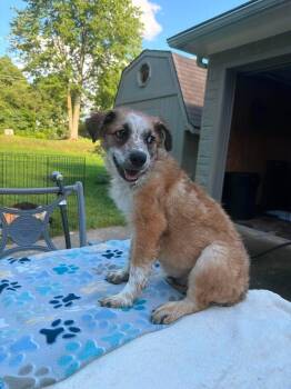 Tosh -  Australian Cattle Dog Blue Heeler and Australian Shepherd Dog for Adoption in Coldwater, Michigan - Tosh | PetCurious