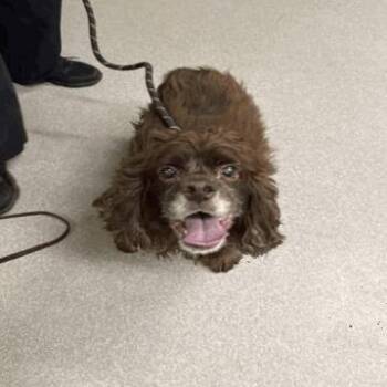 Cocker Spaniel Dogs Available for Adoption in Indianapolis, Indiana - Eustace | PetCurious