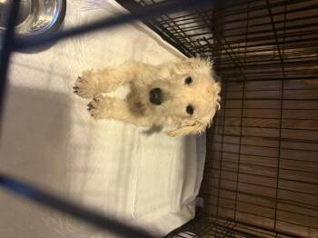 Dutton -  Miniature Poodle Dog for Adoption in Semmes, Alabama - Dutton | PetCurious