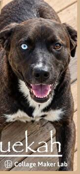 Sully -  Mixed Breed Dog for Adoption in Woodstock, Ontario - Sully | PetCurious