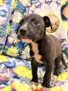 Canvas -  Mixed Breed Dog for Adoption in Mobile, Alabama - Canvas | PetCurious