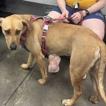 Cocoa -  Terrier Dog for Adoption in Tampa, Florida - Cocoa | PetCurious
