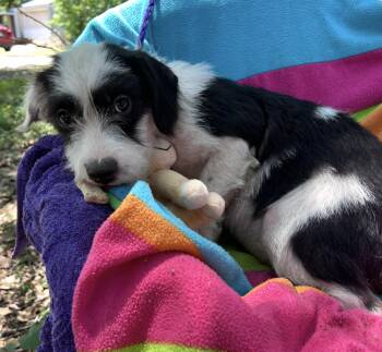 Schnauzer and Jack Russell Terrier Dogs Available for Adoption in Missouri City, Texas - Babbette OR14407-T | PetCurious