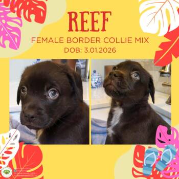 Border Collie Dogs Available for Adoption in Pottstown, Pennsylvania - Reef | PetCurious