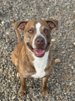 Rescue Pit Bull Terrier and Mixed Breed Dogs for Adoption in Atlanta, Georgia - Mendel | PetCurious