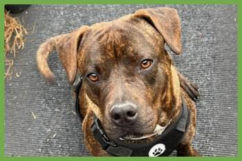 American Staffordshire Terrier and Pit Bull Terrier Dogs Available for Adoption - Bean | PetCurious