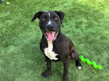Rescue Pit Bull Terrier and Labrador Retriever Dogs for Adoption in Tustin, California - BENTLEY | PetCurious