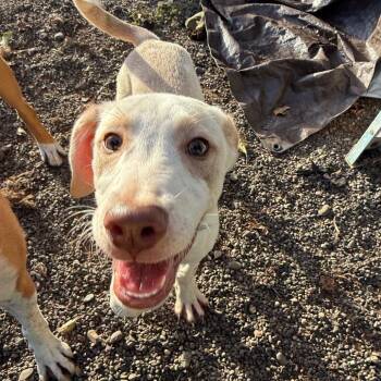 pants -  Pit Bull Terrier and Mixed Breed Dog for Adoption in Bellingham, Washington - Pants | PetCurious