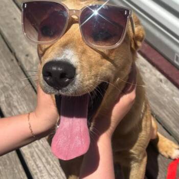 Kenna -  Cattle Dog and Mixed Breed Dog Available for Adoption in Chester, Maryland - Kenna | PetCurious