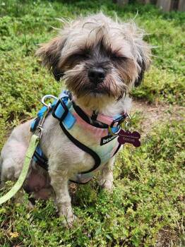 Butter -  Shih Tzu and Poodle Dog for Adoption in Toronto, Ontario - Butter | PetCurious