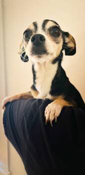 *Kikakee Camp -  Chihuahua Dog for Adoption in Pittsburg, California - *Kikakee Camp | PetCurious