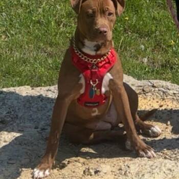 Staffordshire Bull Terrier Dogs Available for Adoption in Jasper, Indiana - Nova | PetCurious