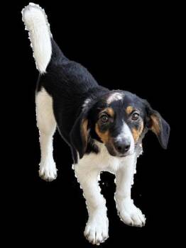 Pippin -  Hound and Mixed Breed Dog for Adoption in Cumberland, Maryland - Pippin | PetCurious