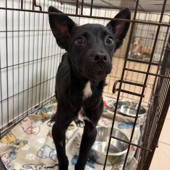 Chloe -  Black Labrador Retriever and Mixed Breed Dog for Adoption in Starkville, Mississippi - Chloe | PetCurious