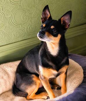 Delgado -  Chihuahua Dog for Adoption in Fallbrook, California - Delgado | PetCurious