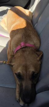 61181842 -  Mixed Breed Dog for Adoption in El Paso, Texas - 61181842 | PetCurious