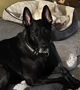 SNAIL -  German Shepherd Dog and Mixed Breed Dog for Adoption in Atlanta, Georgia - SNAIL | PetCurious
