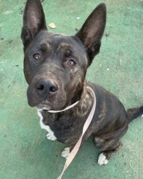 Rescue Dutch Shepherd and Pit Bull Terrier Dogs for Adoption in Ventura, California - Nomi | PetCurious